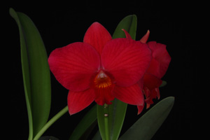 C. N.R. (Pink Doll x Pole-Star) Diamond Orchids AM 81 pts.
